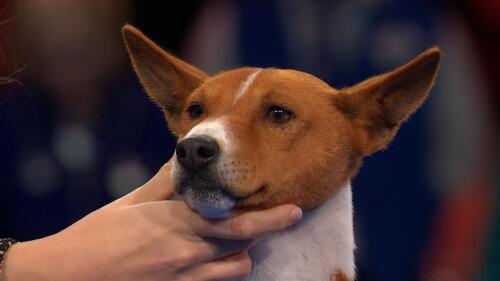 世体-沙特曾为维尼修斯开2亿年薪 皇马违约金10亿